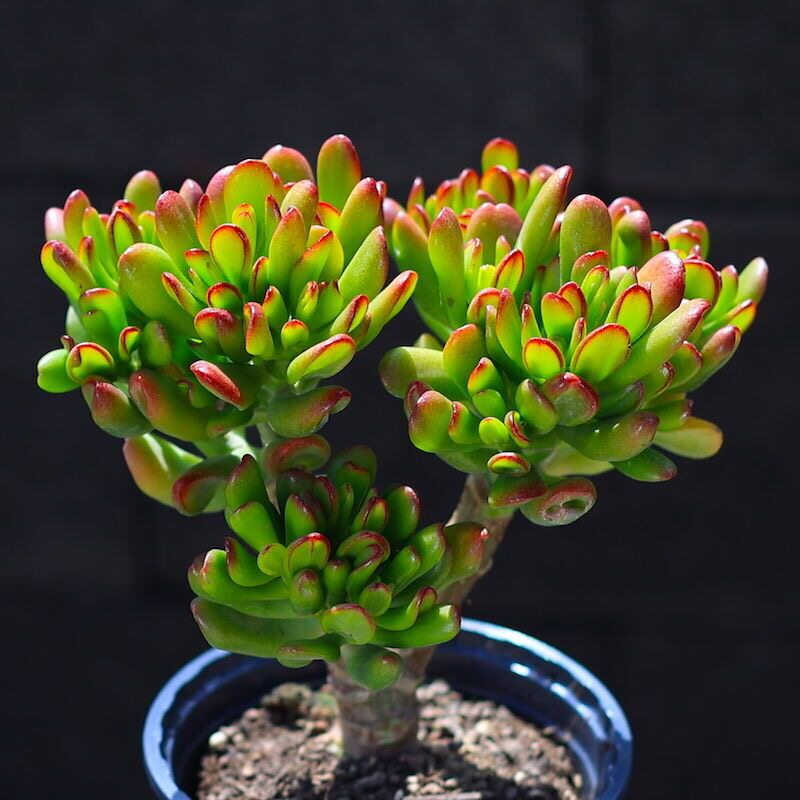 盆栽多肉吸财树多肉植物