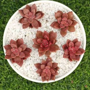 姬胧月多肉植物阳台室内桌面办公室新手懒人好养耐旱绿植花卉盆栽