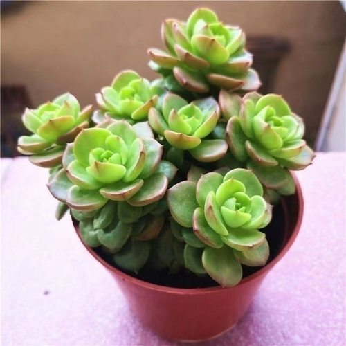 带盆土发蜡牡丹多头群生