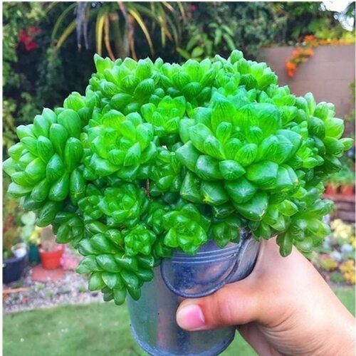 水晶玉露多肉植物群生十二卷属室内盆栽绿植花卉带盆土新手好养