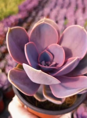 紫丁香多肉植物紫色盆栽花卉阳台庭院露天肉肉可爱萌新手好养活