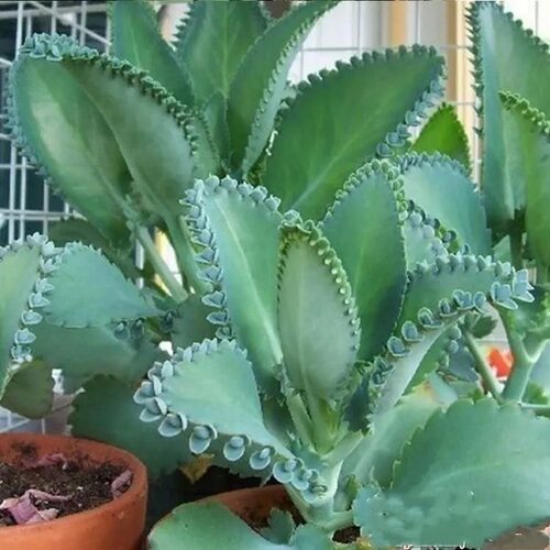 蕾丝公主不死鸟多肉植物盆栽绿植花卉简单好养新手肉肉