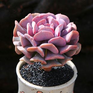 雪精灵多肉植物室内阳台办公室美观新手懒人好养耐旱绿植花卉盆栽