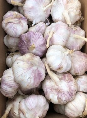 农家自种干大蒜头新鲜白/紫皮3/5/9斤装干蒜低价蒜头精选晒干
