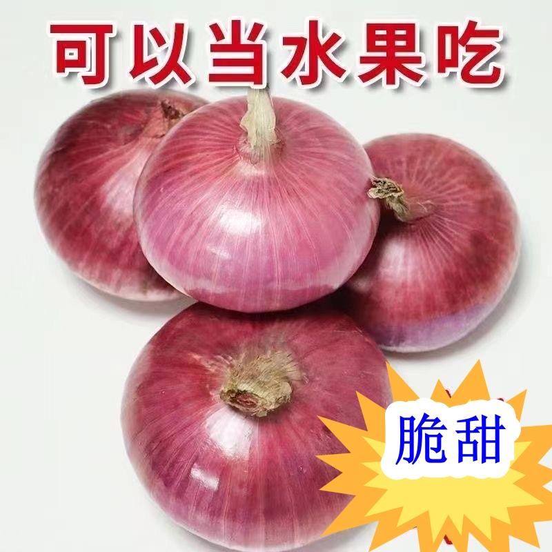 新鲜紫皮水果洋葱5斤小洋葱甜味生吃蔬菜不辣红皮大圆葱头