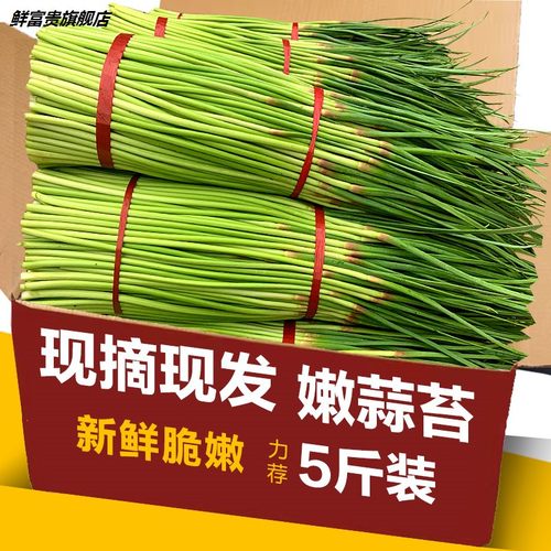露天蒜苔蔬菜5斤农家蒜薹蒜台蒜毫山东新鲜3自种当季整箱非蒜苗