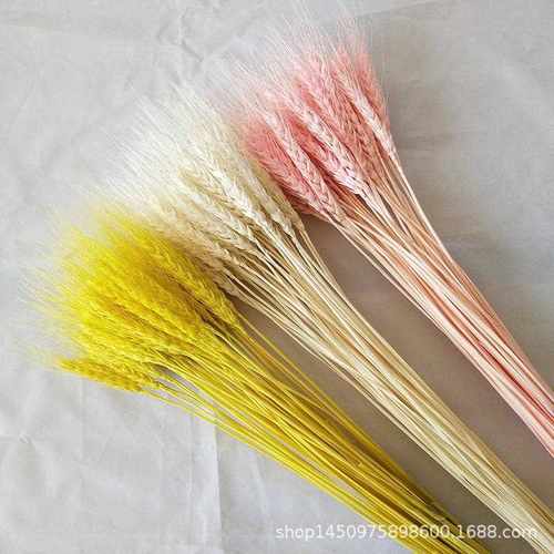 新款直销开业大麦干花大麦麦穗田园装饰拍摄道具新店送礼干花花束