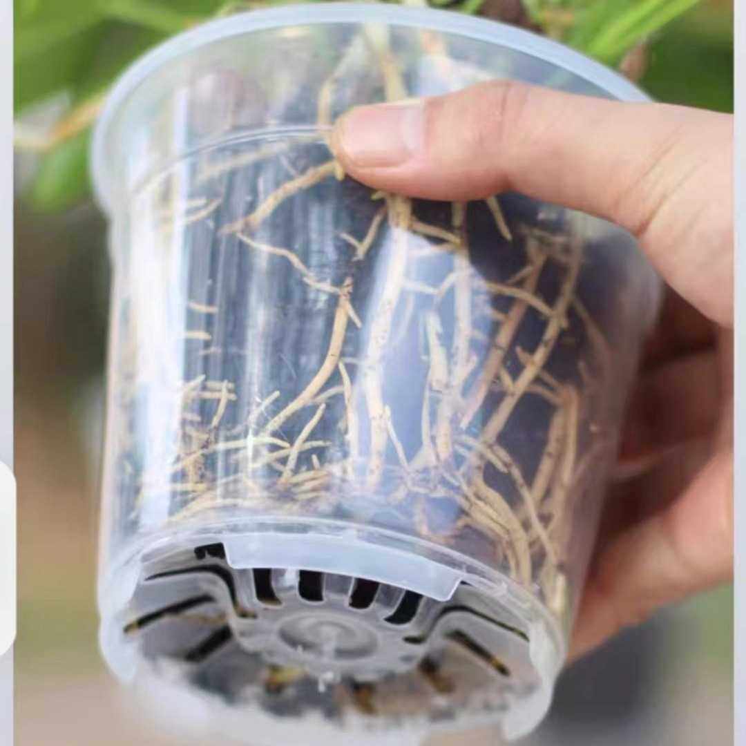 新款直销天津嘉利花盆全新pp塑料蝴蝶兰专用盆家居阳台观根加厚透,鲜花速递/花卉仿真/绿植园艺,花盆,淘宝优惠券,粉丝福利购,淘宝优惠卷