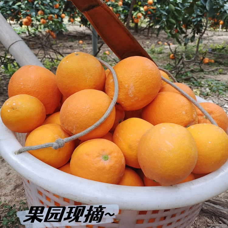【江西赣州发货】正宗赣南脐橙赣州甜橙子新鲜水果整箱5斤/10斤,水产肉类/新鲜蔬果/熟食,橙,淘宝优惠券,粉丝福利购,淘宝优惠卷