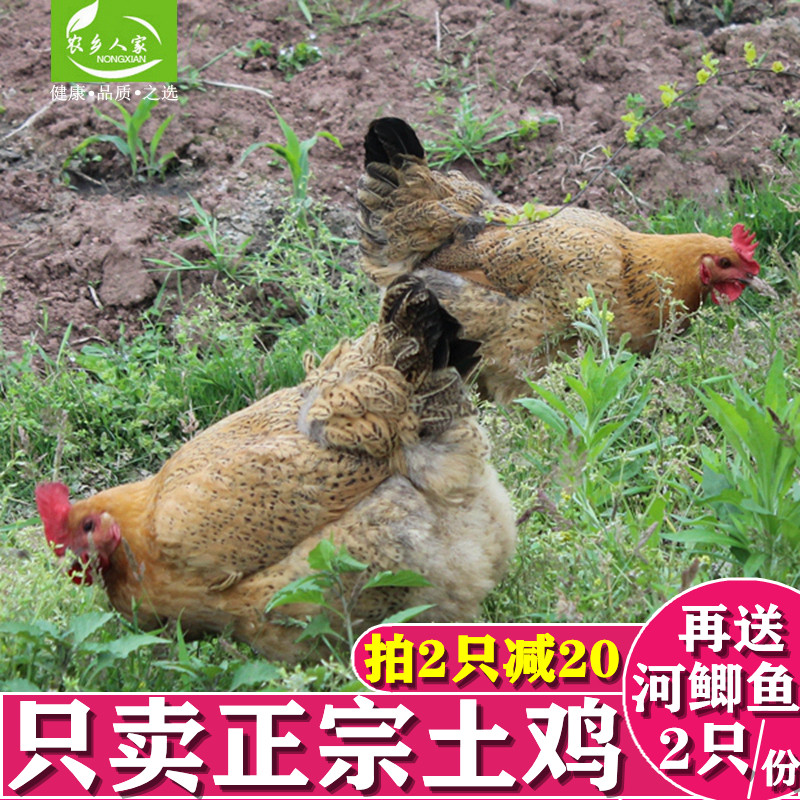 农家散养活体现杀乌骨鸡