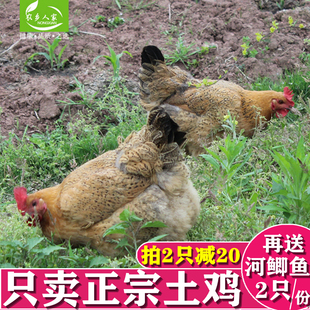 正宗活鸡土鸡农家散养活体现杀笨鸡跑山鸡月子鸡老乌骨鸡两年土鸡