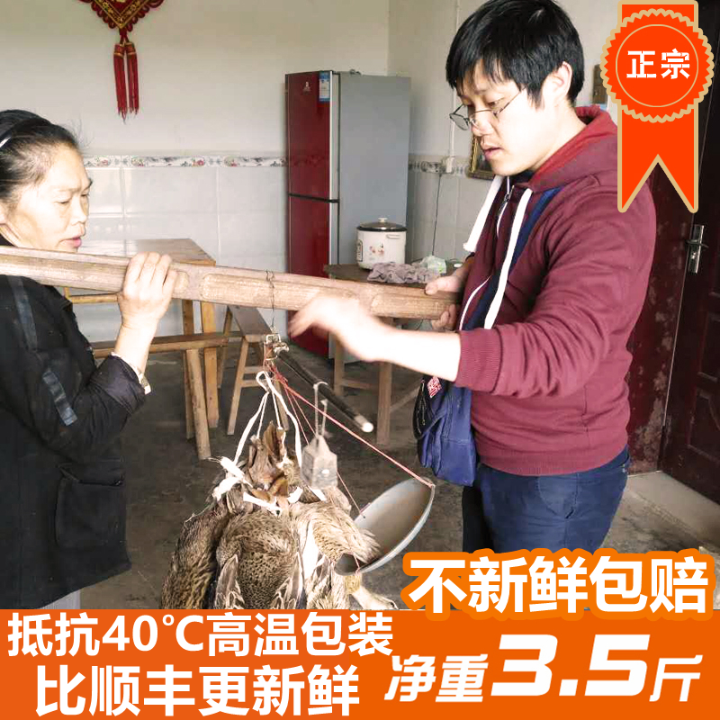 四川正宗自养农家散养鸭水鸭子土鸭麻鸭活鸭子现杀活鸭新鲜子鸭肉
