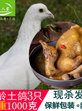 土鸽子普通鸽子农家散养鲜鸽子乳鸽子肉新鲜鸽肉现杀保鲜包装包邮