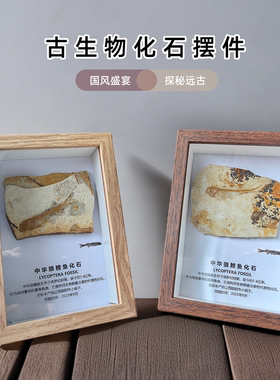 天然古生物化石原石国风摆件礼品