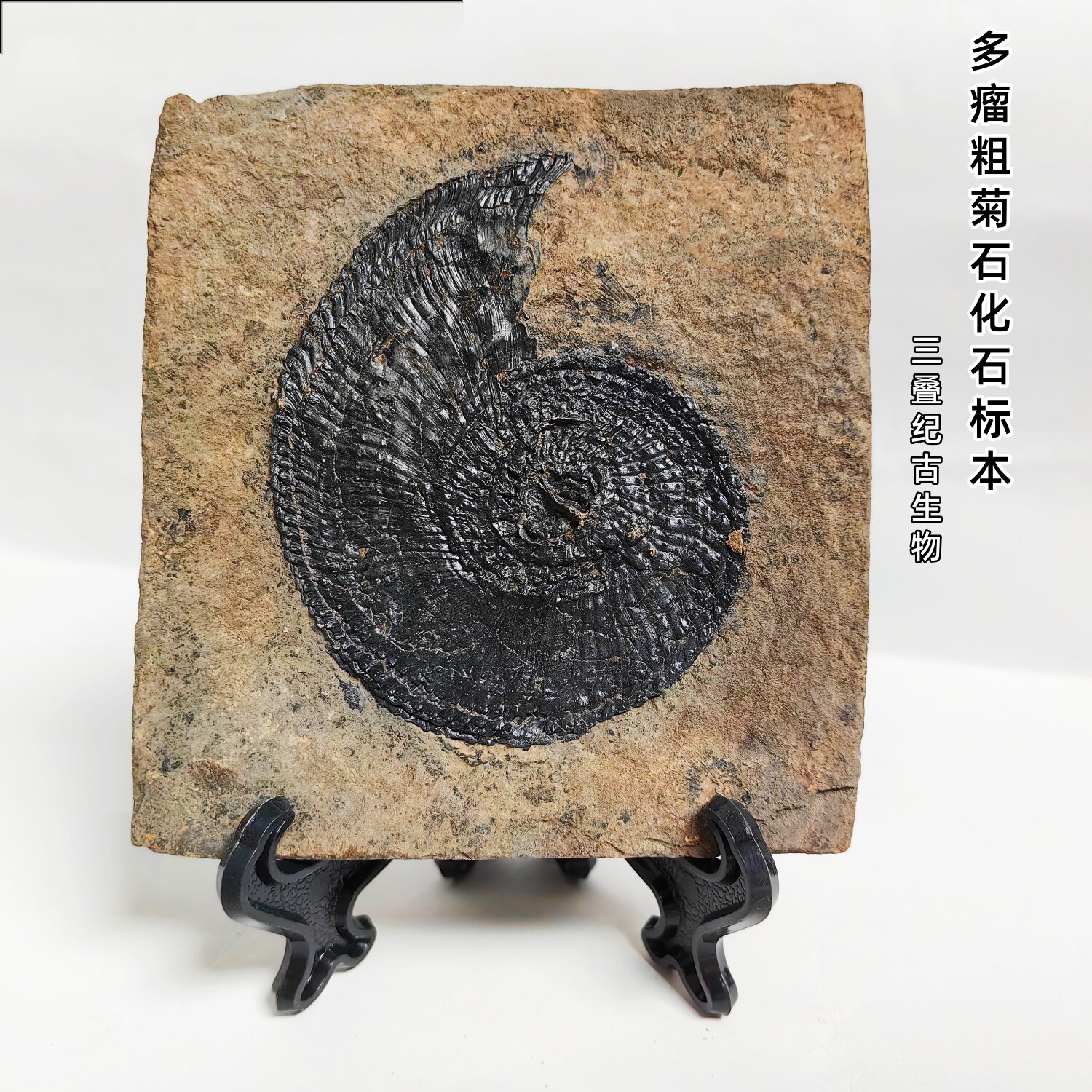 天然三叠纪多瘤粗菊石化石标本古生物原石儿童科普教学礼物摆件