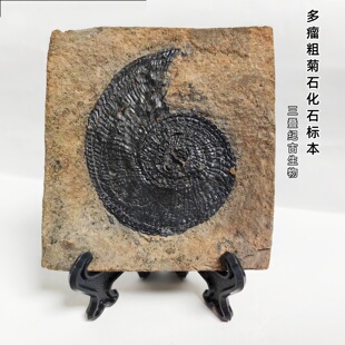 天然三叠纪多瘤粗菊石化石标本古生物原石儿童科普教学礼物摆件