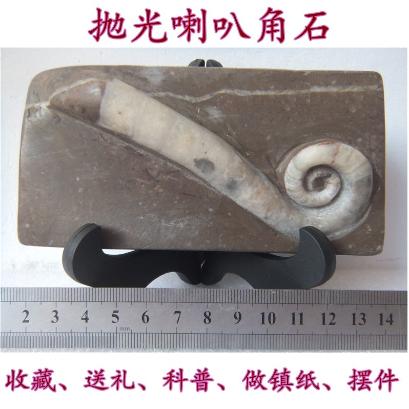 天然喇叭角石化石摆放镇尺菊石无脊椎动物石材古生物科普标本9999