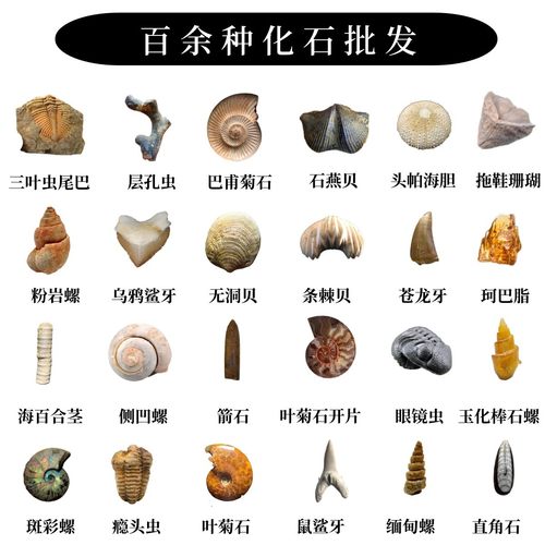百种天然古生物化石标本批发零售