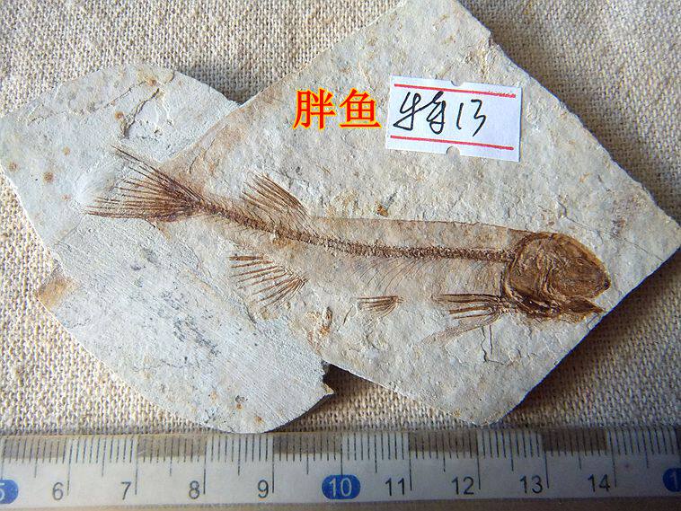 特价侏罗纪辽西狼鳍鱼化石碎片拼接描画修复款儿童地质科普摆件