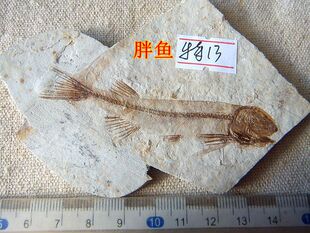 特价侏罗纪辽西狼鳍鱼化石碎片拼接描画修复款儿童地质科普摆件