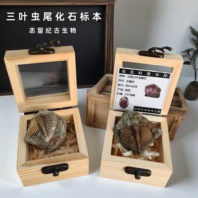 礼盒装古生物三叶虫化石尾巴标本