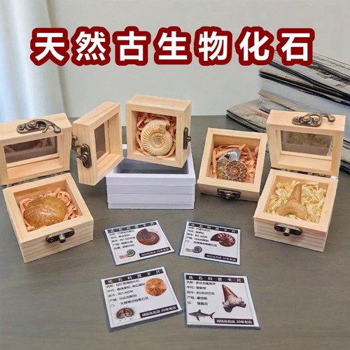 古生物地质菊石鲨鱼牙化石标本