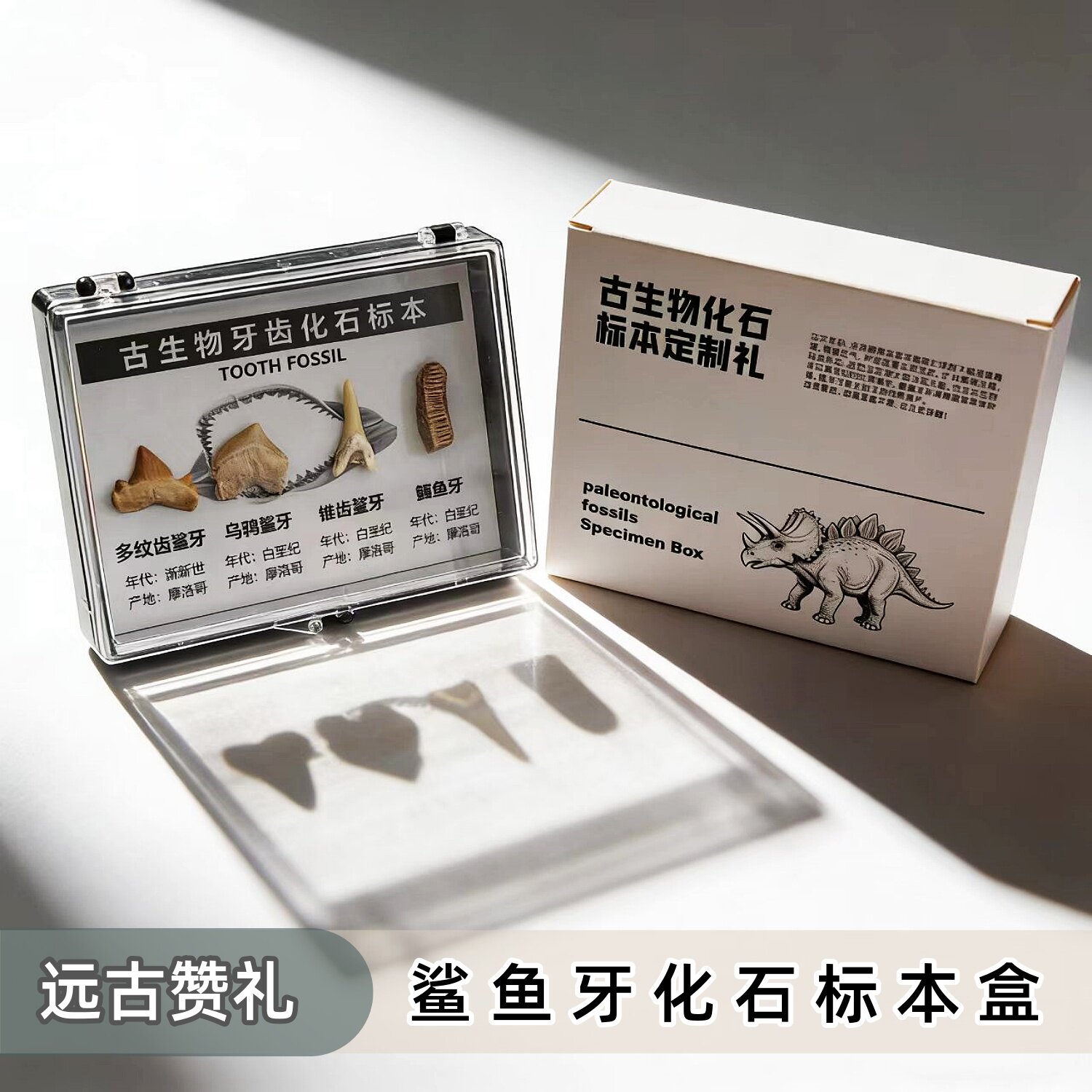 天然古生物沧龙牙鲨鱼牙齿三叶虫地质化石标本盒科普收藏礼物考古
