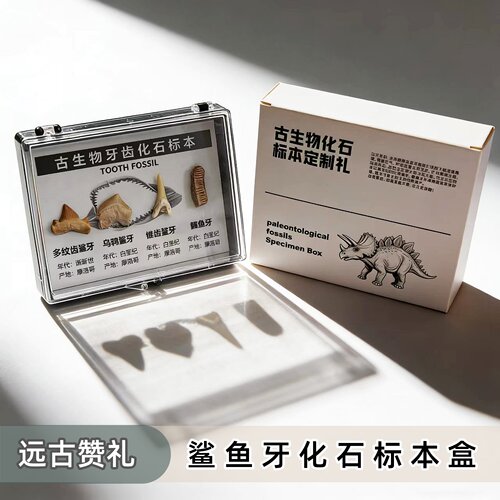 沧龙牙鲨鱼牙齿三叶虫化石冰箱贴