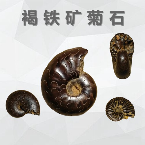 天然摩洛哥褐铁矿菊石化石