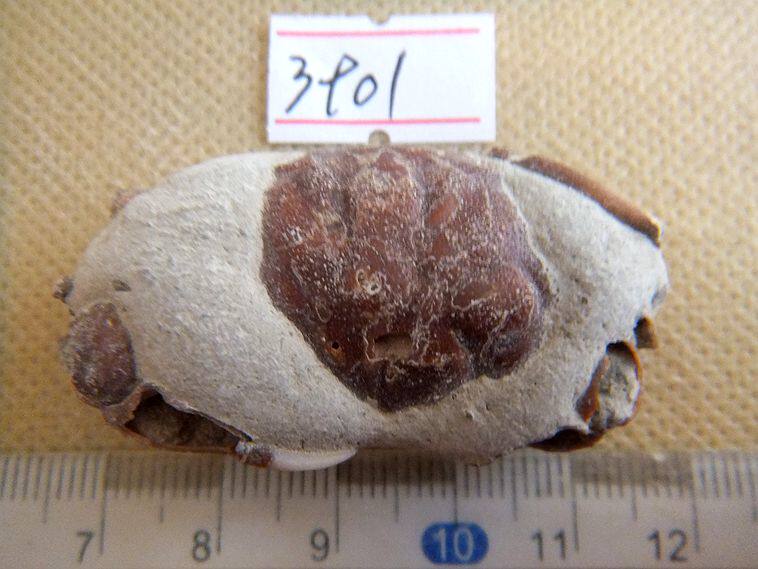 天然节肢动物甲壳类螃蟹化石摆放动物招财复古古生物科普标本9999