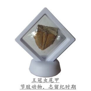 各种化石展示盒饰品摆件菊石尾吧海胆螺类古生物化石9999随机发货