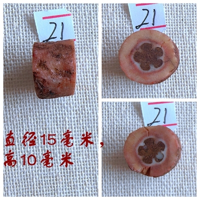 星星海百合茎科普教学收藏摆件