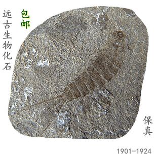 纯天然昆虫化石摆放动物石材怀旧蜉蝣叶肢介甲壳虫古生物标本科普