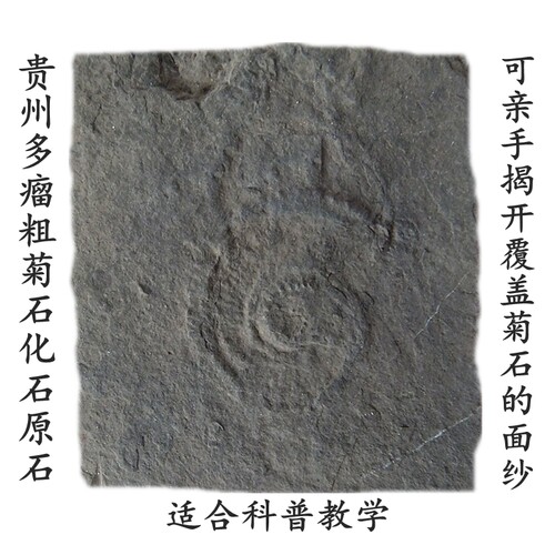 天然菊石化石原石抛光古生物标本