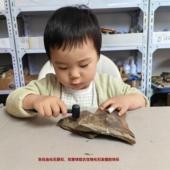 张氏虫三叶虫原石化石考古发掘活动课体验挖掘化石过程古生物化石