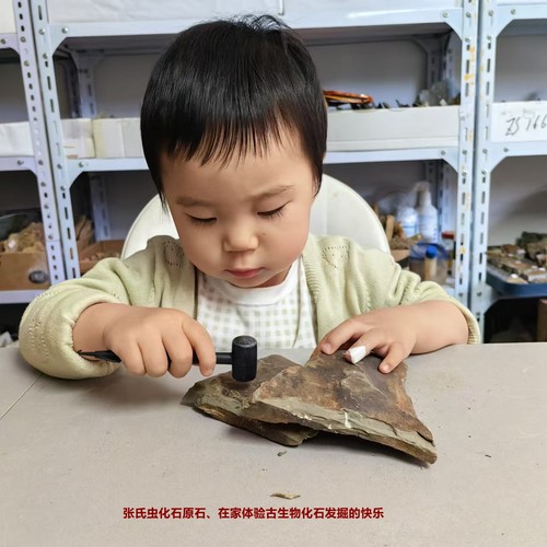 化石原石化石挖掘考古体验