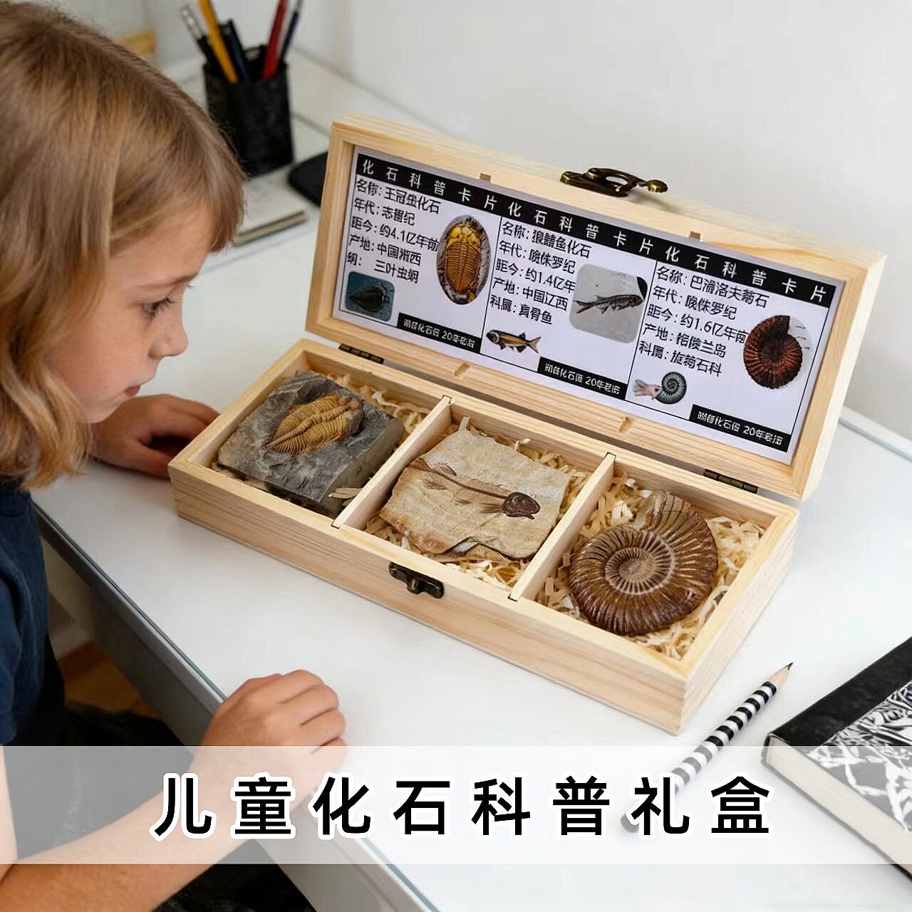 3种天然古生物摩洛哥三叶虫菊石鱼化石标本套盒儿童科普礼物摆件