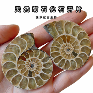 天然白垩纪古生物海螺叶菊石化石标本切开片科普礼物摆件情侣9999