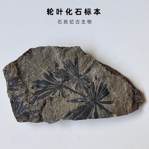 东方轮叶串花化石原石科普教学