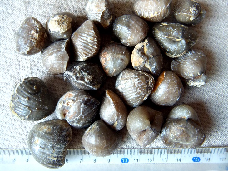 全玉化稀少鸮头贝化石腕足类贝壳化石古生物科普标本9999随机发货