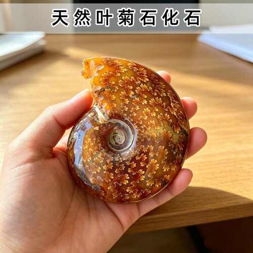 侏罗纪白垩纪抛光风神叶菊石菊石