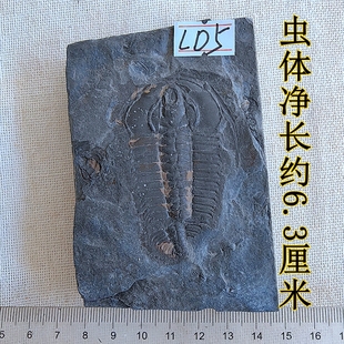 寒武纪莱德利基虫化石摆放石材动物复古天然古生物科普标本LD9999