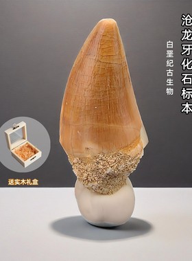 天然沧龙牙化石科普摆件手把件
