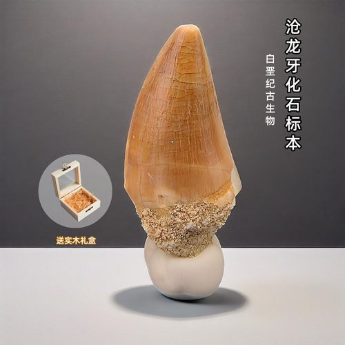 天然沧龙牙化石科普摆件手把件