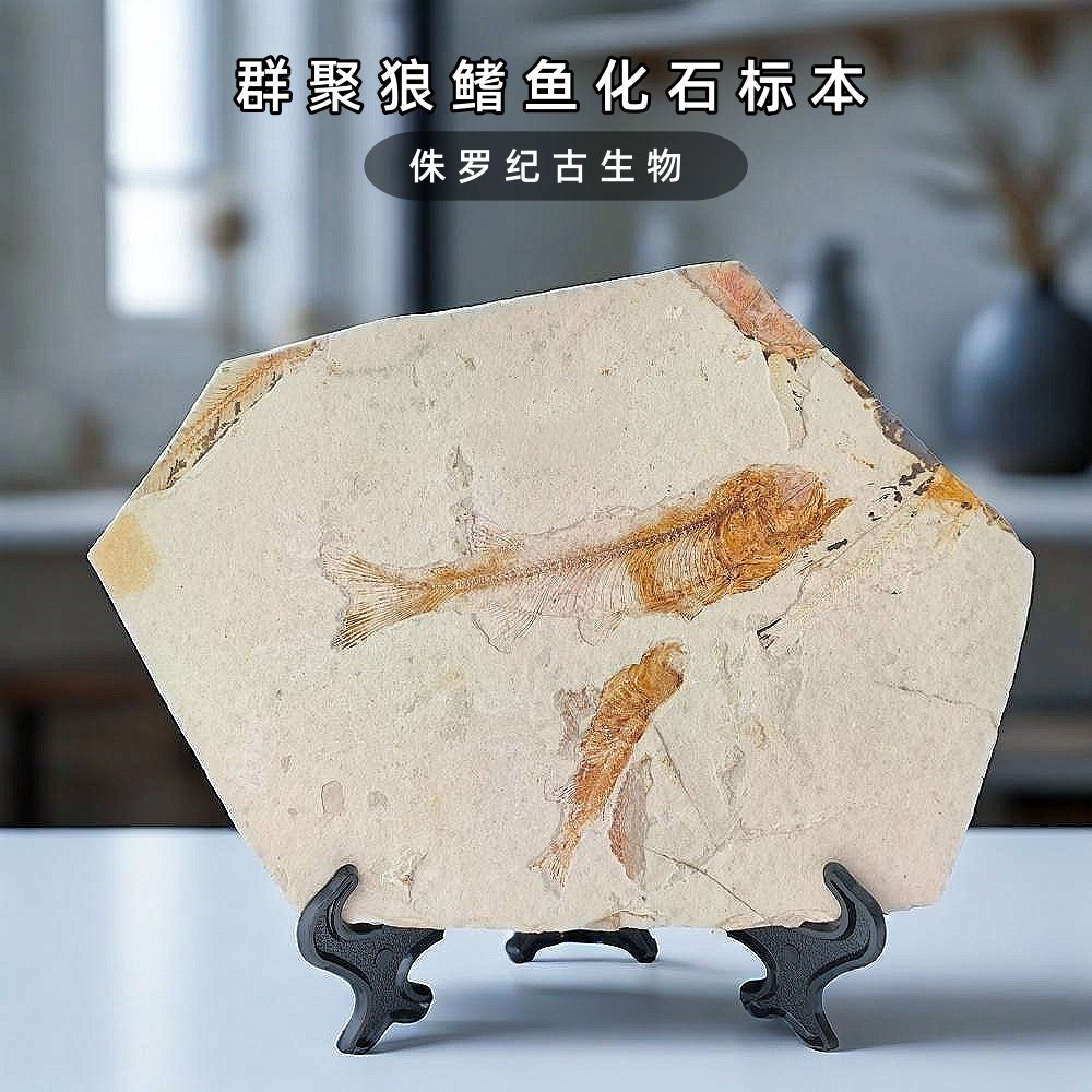 天然侏罗纪辽西古生物狼鳍鱼群鱼化石标本儿童科普礼物收藏摆件