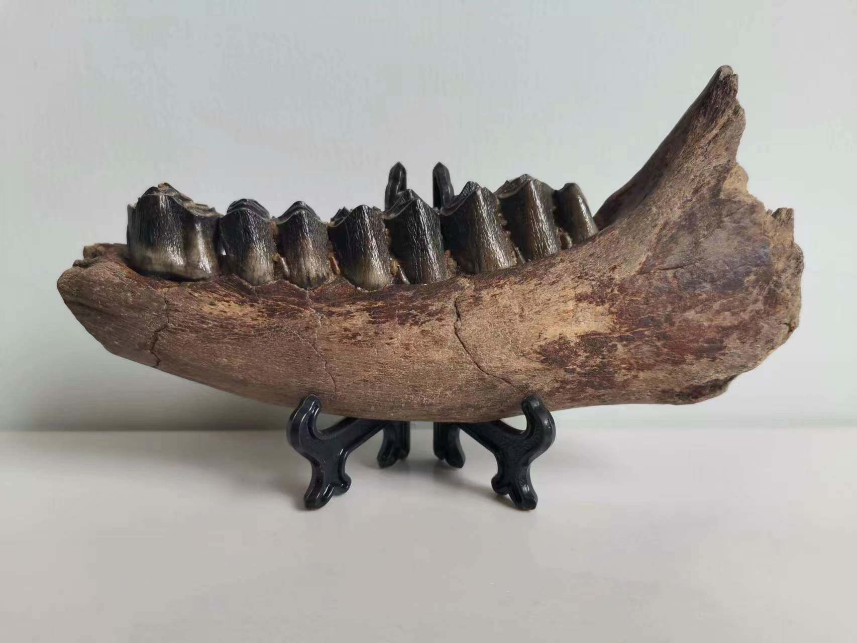 稀有精品东北大角鹿牙齿野牛下颌骨化石古生物化石科普收藏摆件