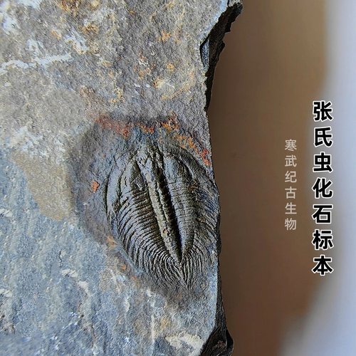 寒武纪张氏虫化石摆放复古古生物