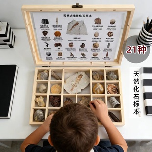 24种儿童考古化石标本盒鱼三叶虫菊石鲨鱼牙海螺海胆科普礼物摆件