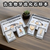天然古生物沧龙牙鲨鱼牙齿三叶虫地质化石标本盒科普收藏礼物考古