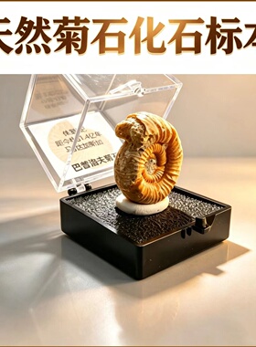 天然化石岩石地质标本儿童科普礼